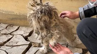 Thumbnail: Stray Dog Rescue Journey: Grooming, Bathing, Treatment & Adoption #2