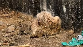Thumbnail: Stray Dog Rescue Journey: Grooming, Bathing, Treatment & Adoption