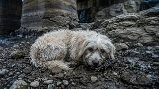 Thumbnail: Rescuing a Little Dog Fighting for Its Life Under a Bridge on a Rainy Night