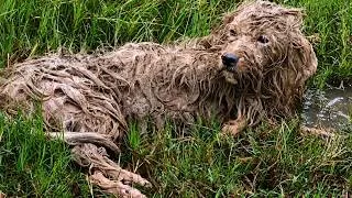 Thumbnail: Rescue, adopt, and care for stray and abandoned dogs. #1
