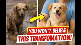Thumbnail: Heartfelt Dog Rescue Stories: From Pain to Love – Incredible Transformations You Must See