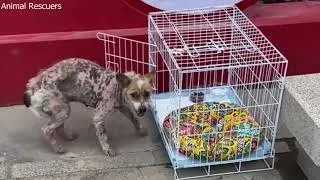 Thumbnail: Heartfelt Dog Rescue Stories | Top Stray Dog Rescues That Will Melt Your Heart
