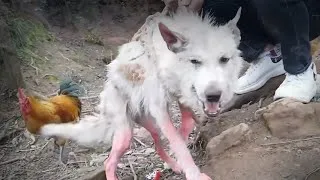 Thumbnail: From Abandoned to Adored: Heartbreaking Dog Rescue Stories That Will Restore Your Faith in Humanity