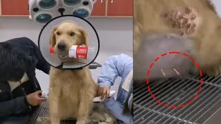 Thumbnail: He Carried Pain for Months… Until Kindness Set Him Free | Heartbreaking Rescue Story
