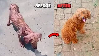 Thumbnail: 3 Dog Rescue Transformations – From Near Death to Unbelievable Recoveries