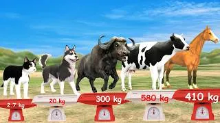 Thumbnail: Biggest Farm Animals Size Comparison | Smallest to Largest