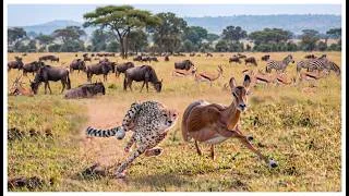 Thumbnail: Cheetahs & Leopards 4K – The Most Beautiful Predators of the African Wilderness