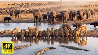 Thumbnail: 4K African Wildlife : The World's Greatest Migration from Tanzania to Kenya With Real Sounds #2026