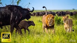 Thumbnail: Wildlife Kenya 4k - Wildlife life on the savannah of kenya | Animal documentary