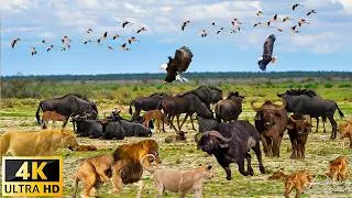 Thumbnail: 4K African Wildlife: Aberdare National Park, Kenya - Scenic Wildlife Film With Real Sounds