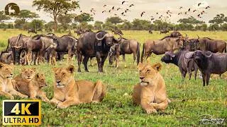 Thumbnail: African Savannah 4K | Meet the big animals of Kenya | FULL EPISODE | Wildlife Documentary