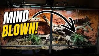 Thumbnail: The Ultimate Bearded Dragon Enclosure! (10/10)