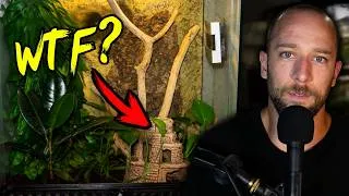 Thumbnail: Improving 15 Subscribers' Reptile Enclosures!