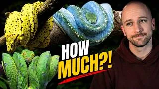 Thumbnail: Why Designer Green Tree Pythons Are a Problem
