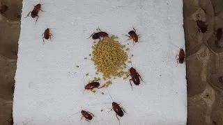Thumbnail: Lunch for 100 cockroaches