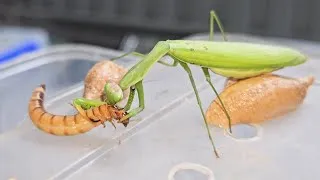 Thumbnail: Praying Mantis the True Predator
