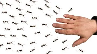 Thumbnail: The surprise happened when moving to a new house for 100 ants