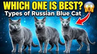 Thumbnail: Which Russian Blue Cat Is Best? All Types Compared!