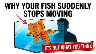 Thumbnail: Why Your Fish Suddenly Stops Moving (It’s Not What You Think)