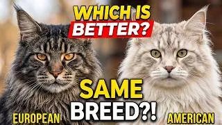 Thumbnail: European vs American Maine Coons – Which One Is Better?
