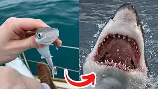 Thumbnail: Before   After Animals Growing Up   Amazing Animal   Transformation Animals Grow Up50