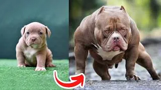 Thumbnail: Before   After Animals Growing Up   Amazing Animal   Transformation Animals Grow Up48