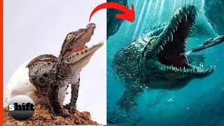 Thumbnail: Before   After Animals Growing Up   Amazing Animal   Transformation Animals Grow Up44