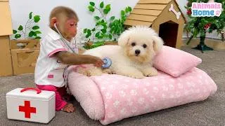 Thumbnail: Monkey BiBi Bibi takes care of Puppy