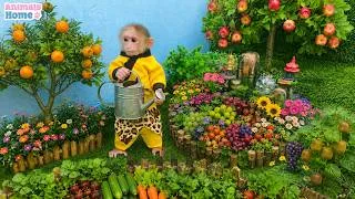 Thumbnail: Monkey BiBi goes into the garden to harvest fruit