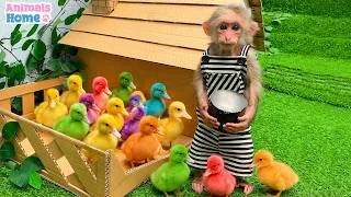 Thumbnail: BiBi monkey gently feeds the little duck and makes sure it has plenty to eat