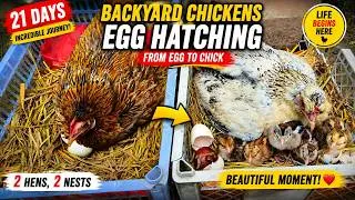 Thumbnail: Two Backyard Chicken Eggs Hatching in 21 Days 🐔🥚 | From Egg to Chick