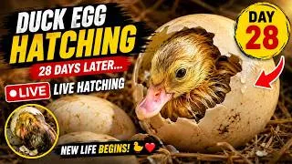 Thumbnail: Duck Egg Hatching After 28 Days! 🐣 Live Hatching at Home