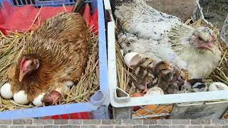 Thumbnail: Two Beautiful Backyard Chicken Eggs Hatching at Home!  Amazing Chick Hatching Journey 🐣