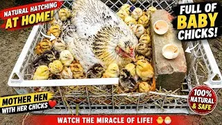 Thumbnail: How to Hatch Chicken Eggs at Home Without an Incubator & Care for New-born Chicks 🐣