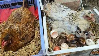 Thumbnail: How to Hatch Chicken Eggs at Home & Care for Newly Hatched Chicks 🐣