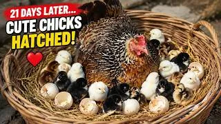 Thumbnail: 21 Days Later… Mother Hen Egg Hatching Baby Chicks Naturally 🐣🥚