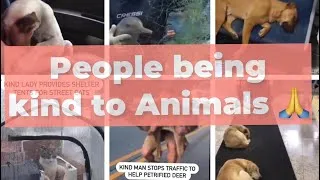 Thumbnail: People being kind to Animals 🥰