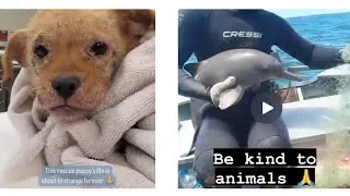 Thumbnail: Animal Rescue Stories 🥹❤️