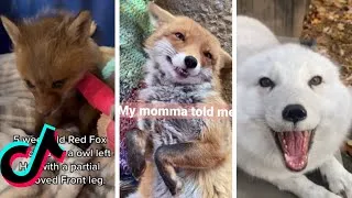 Thumbnail: Cutest and funniest Fox Tiktok video compilation redfoxes articfoxes babyfoxes