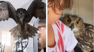 Thumbnail: This Beautiful Owl 🦉 & Little girl are best friends ❤️