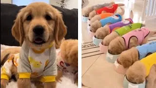 Thumbnail: Funniest & Cutest Golden Retriever Puppies - Funny Puppy Videos 2023