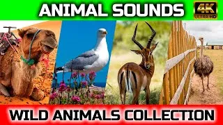 Thumbnail: Animal Sounds: camel, gull, antelope, starus, rabbit / Animal moments
