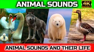 Thumbnail: Animals and Birds Loved by Man: swan, goose, bear, bear - Animal moments
