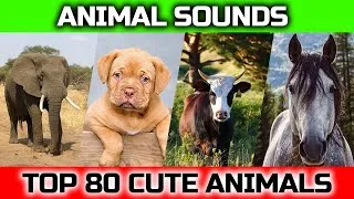 Thumbnail: Lovely animals, the activities of familiar animals horse, cow, elephant, goose - Animal sounds