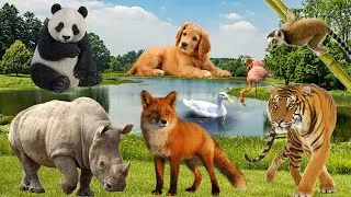 Thumbnail: Lives of animals and birds: dog, lion, duck, swan, monkey - Animal moments