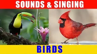 Thumbnail: Bird sounds and singing: duck, toucan, swan, stork