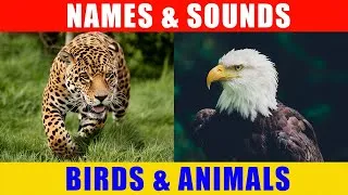 Thumbnail: Farm animal names and sounds for kids: leopard, eagle, cat, duck