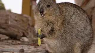 Thumbnail: Quokka | The Quokka is one of the smallest Wallaby species in the world