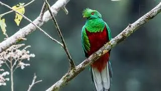 Thumbnail: Quetzal |The Quetzal is a medium sized bird that is found inhabiting the moist, tropical rainforests