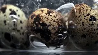 Thumbnail: Quail | Known for their plumes and distinctive calls.